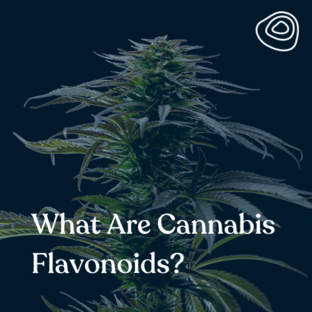 What Are Cannabis Flavonoids