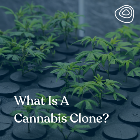 What Is A Cannabis Clone
