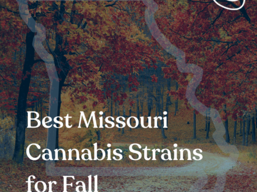 Best Missouri Cannabis Strains for Fall