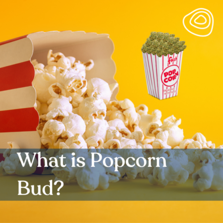 What is Popcorn Bud