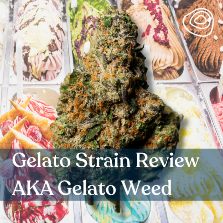Gelato Strain Review AKA Gelato Weed