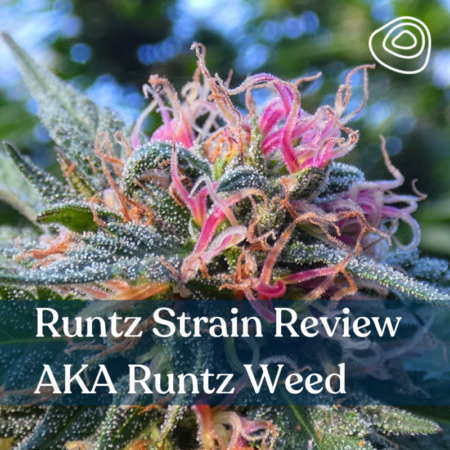 Runtz Strain Review AKA Runtz Weed