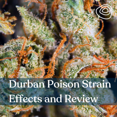 Durban Poison Strain Effects and Review