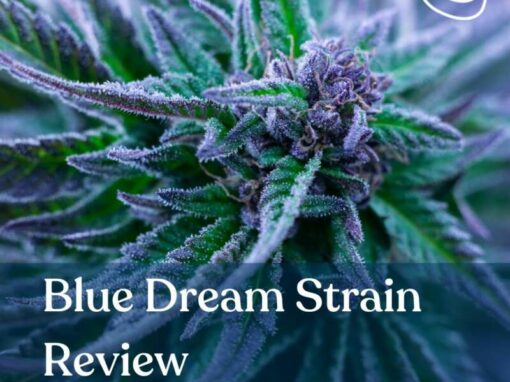 Blue Dream Strain Review