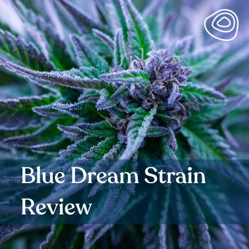 Blue dream strain