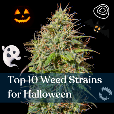 Top 10 Weed Strains for Halloween