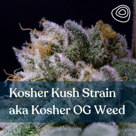 Kosher Kush Strain aka Kosher OG Weed