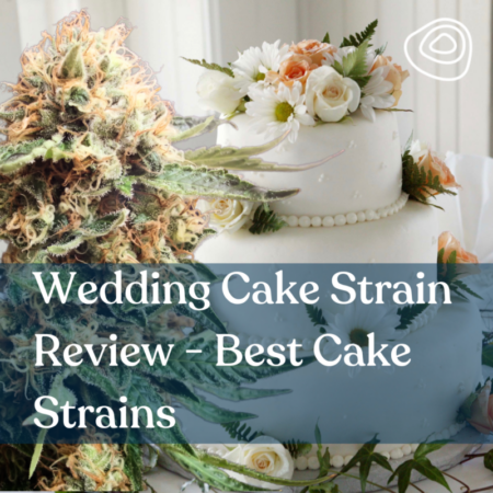 Wedding Cake Strain Review Best Cake Strains