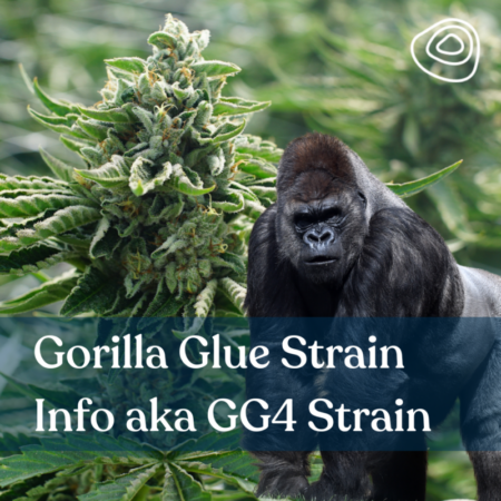 Gorilla Glue Strain Info aka GG4 Strain