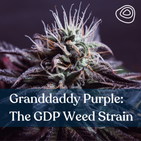 Granddaddy Purple The GDP Weed Strain
