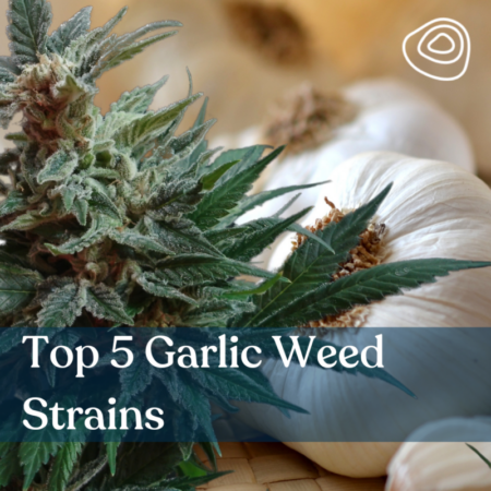 Top 5 Garlic Weed Strains