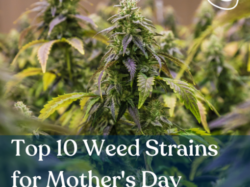 Top 10 Weed Strains for Mother's Day